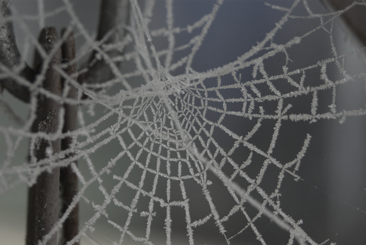 De-saturated image of a frosted spider's web
