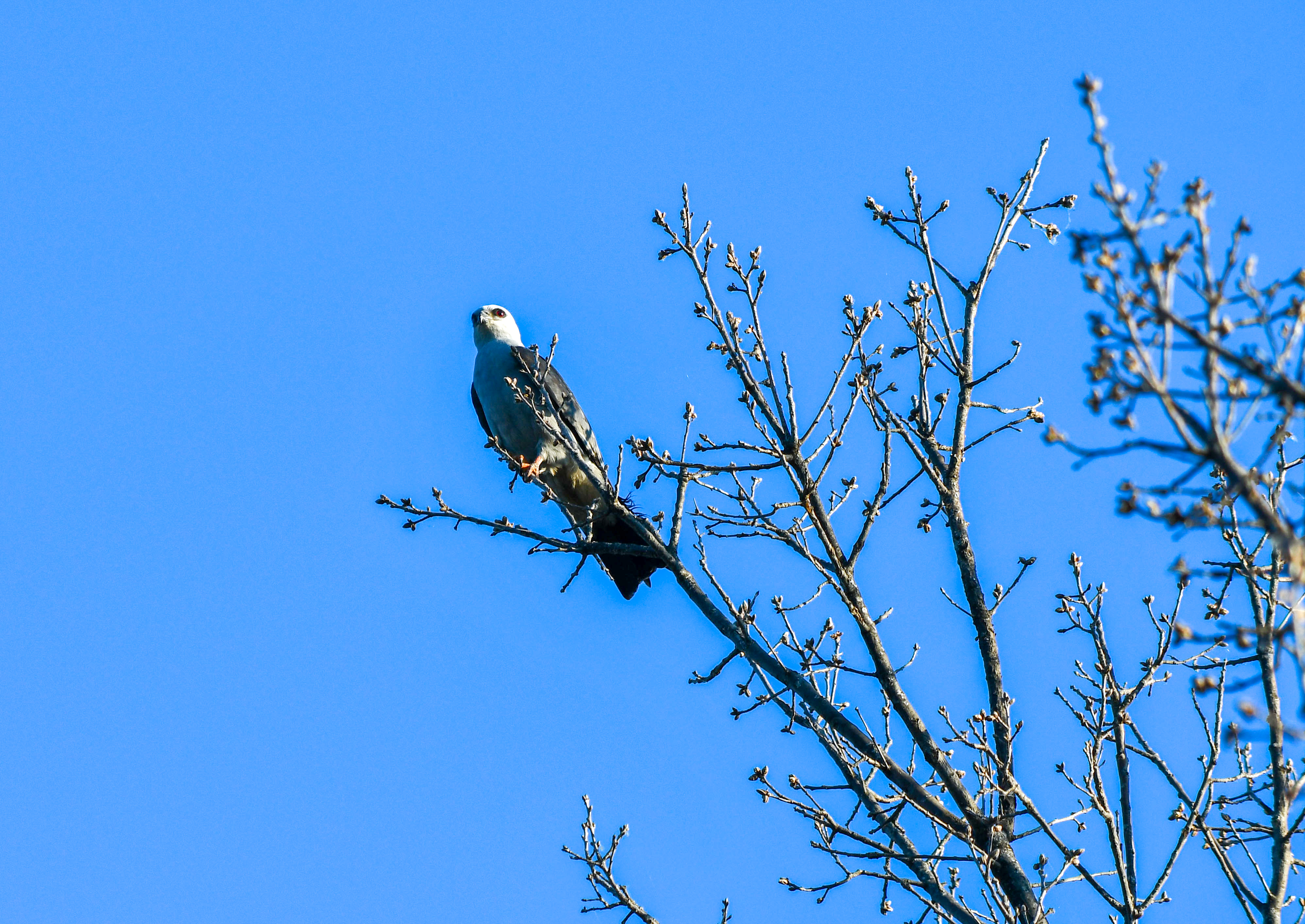 Mississippi Kite in my neighbor's tree