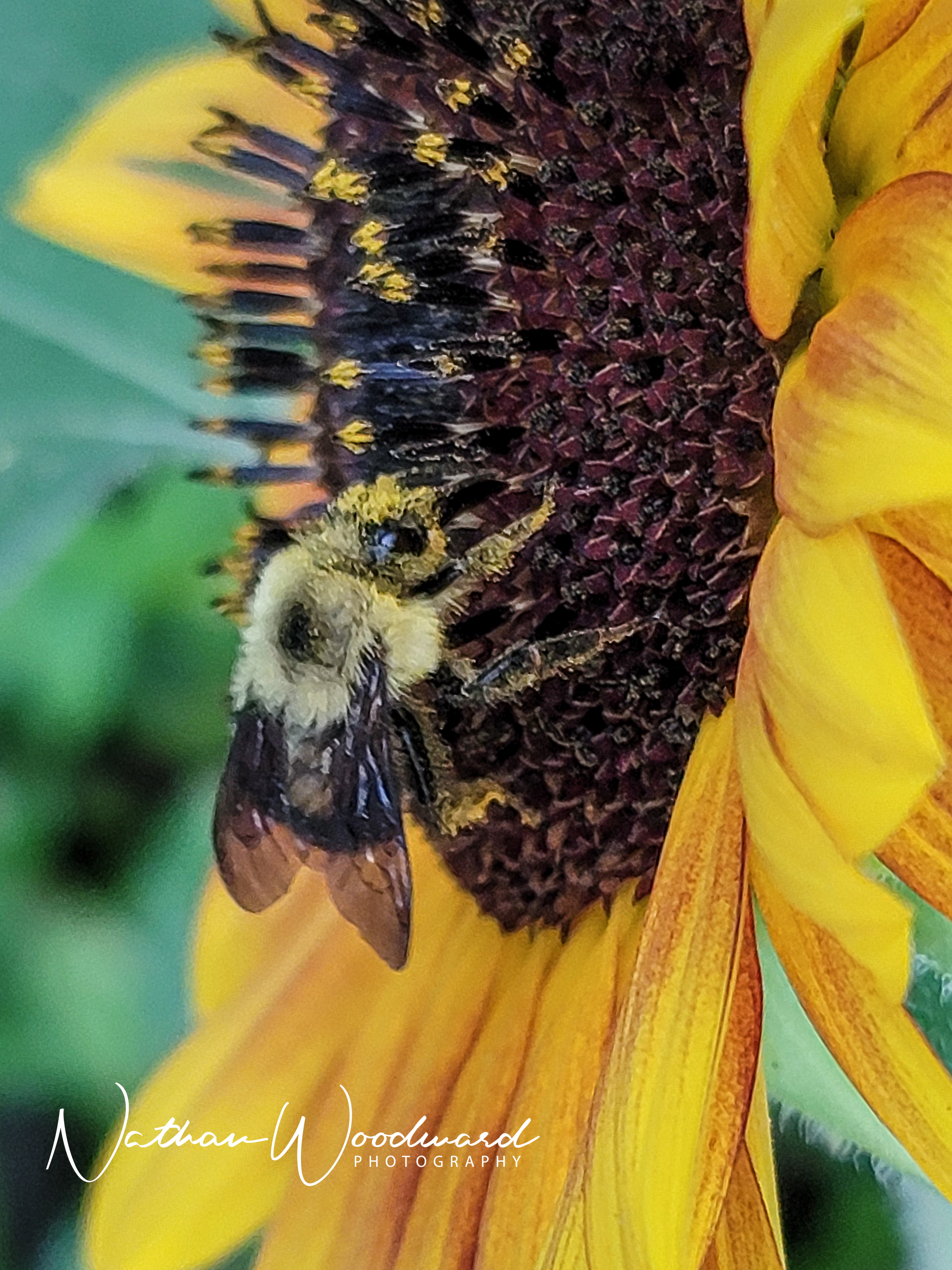 Sunflower visitor 