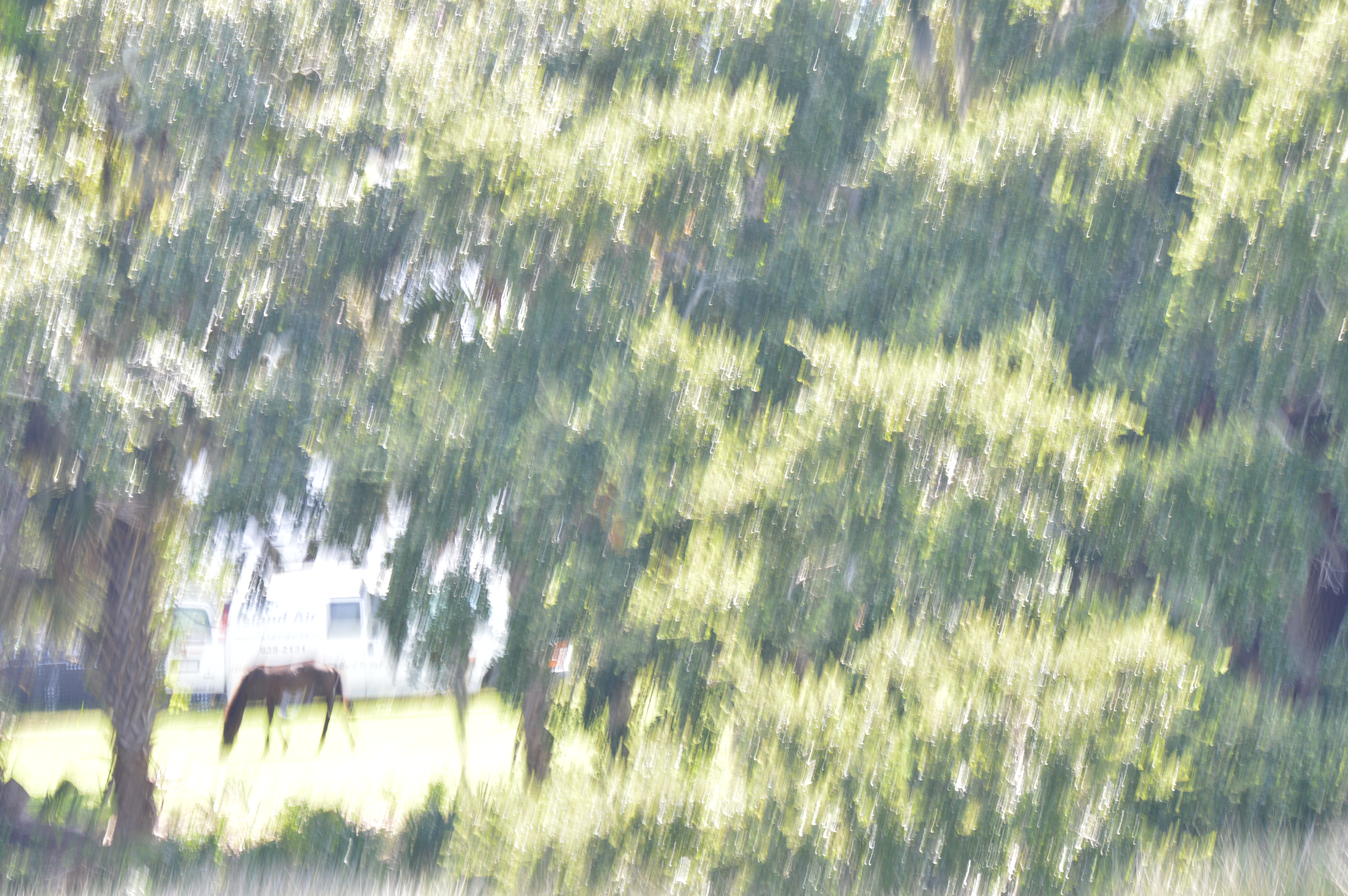 Horse on Cumberland Island