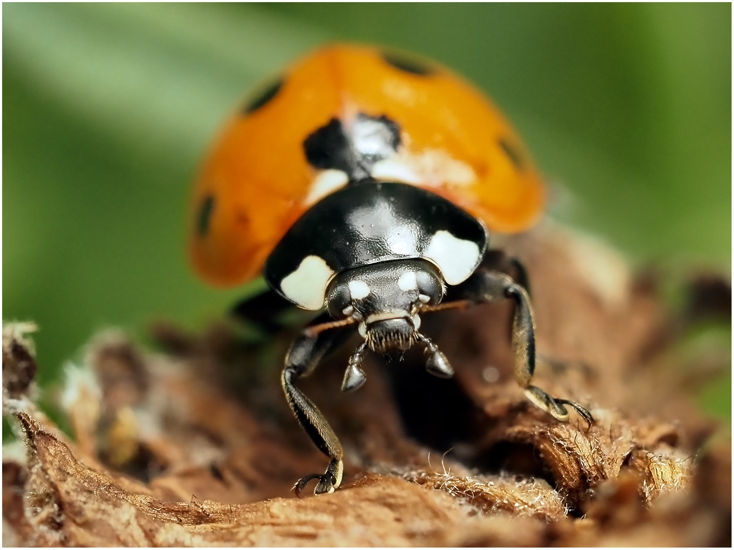 ladybird close up