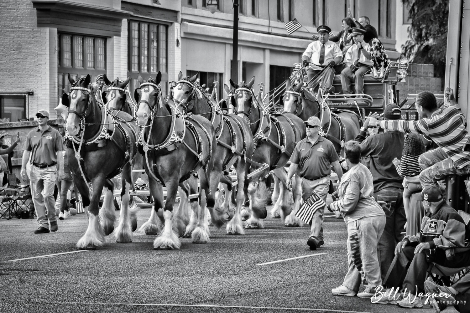 Budweiser Clydsdales