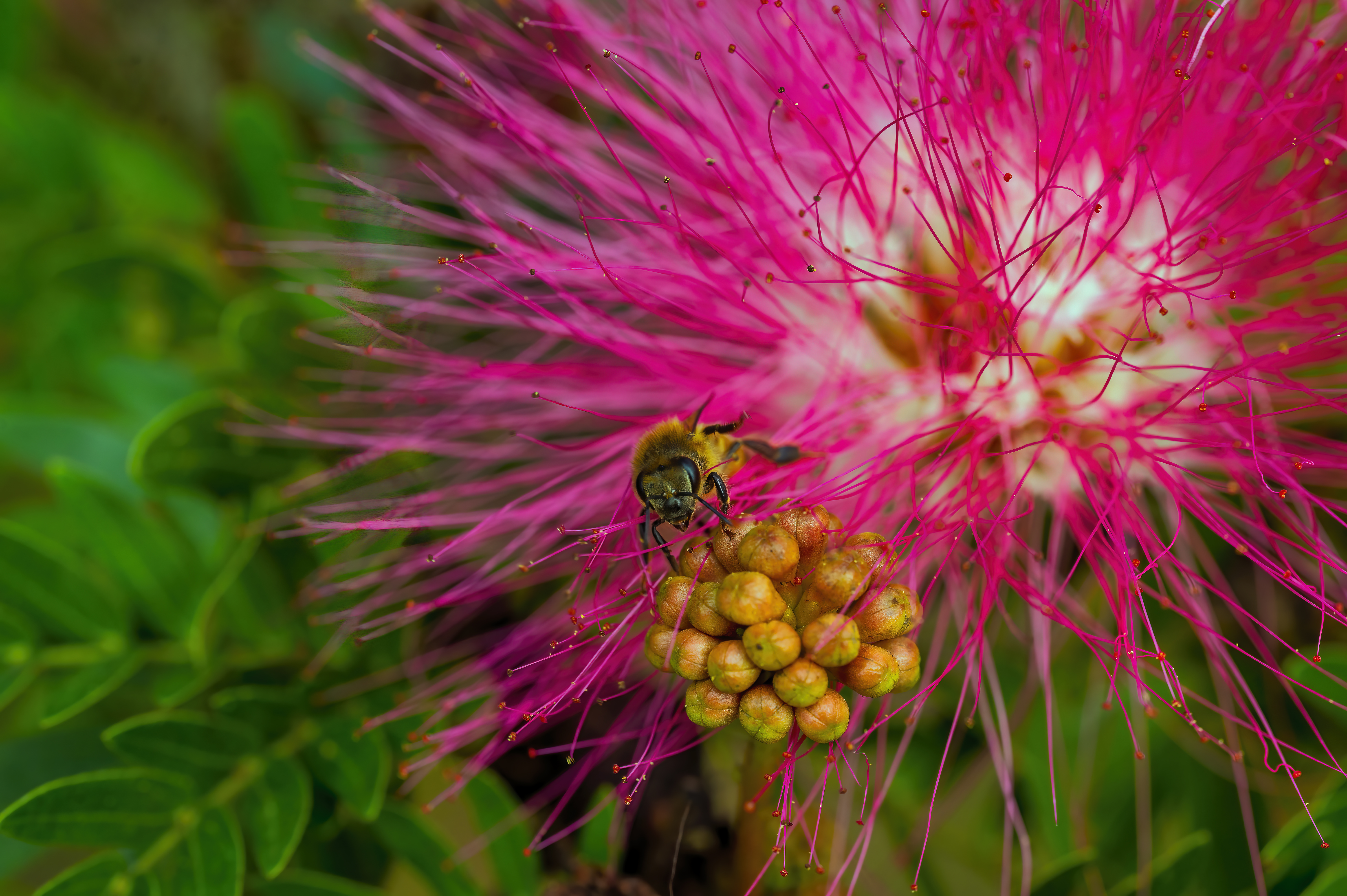 honey bee on a powder puff bloom.