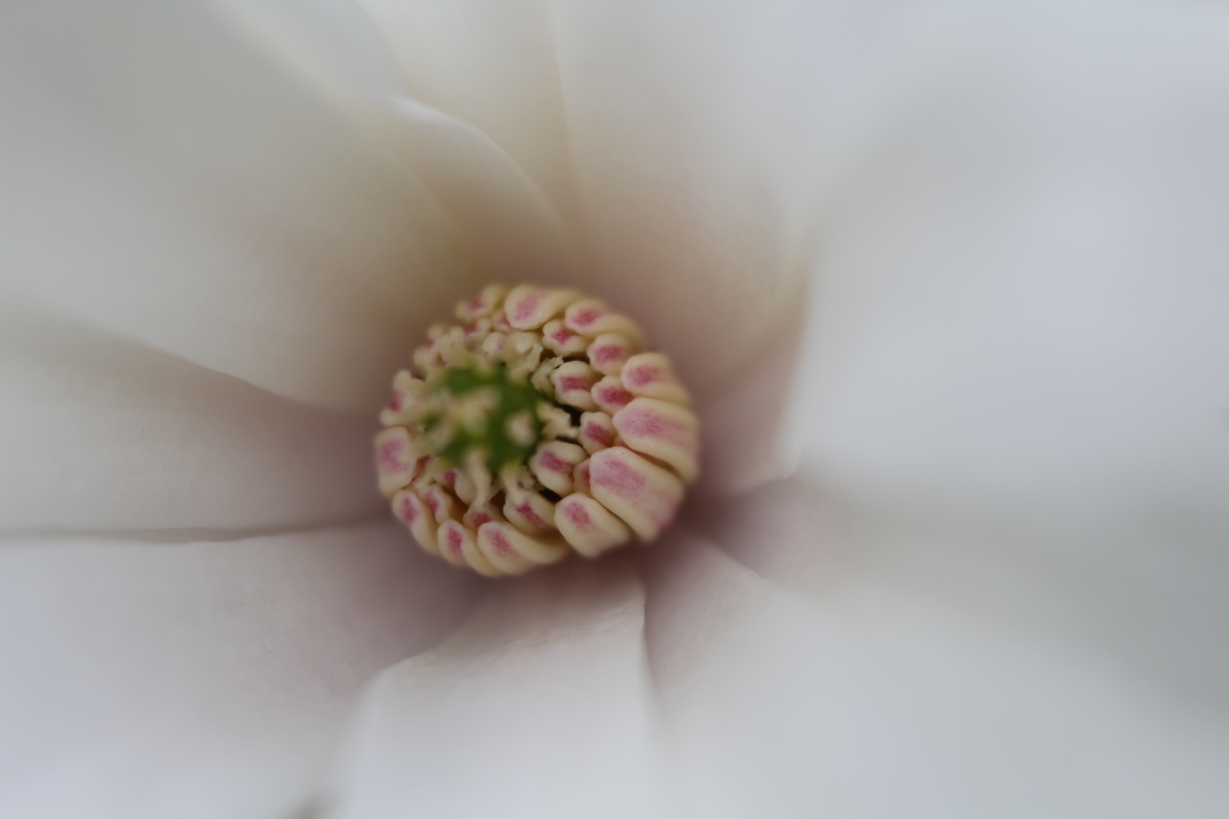 A simple magnolia from my yard.