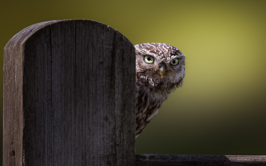 Little Owl Playing Hide and Seek