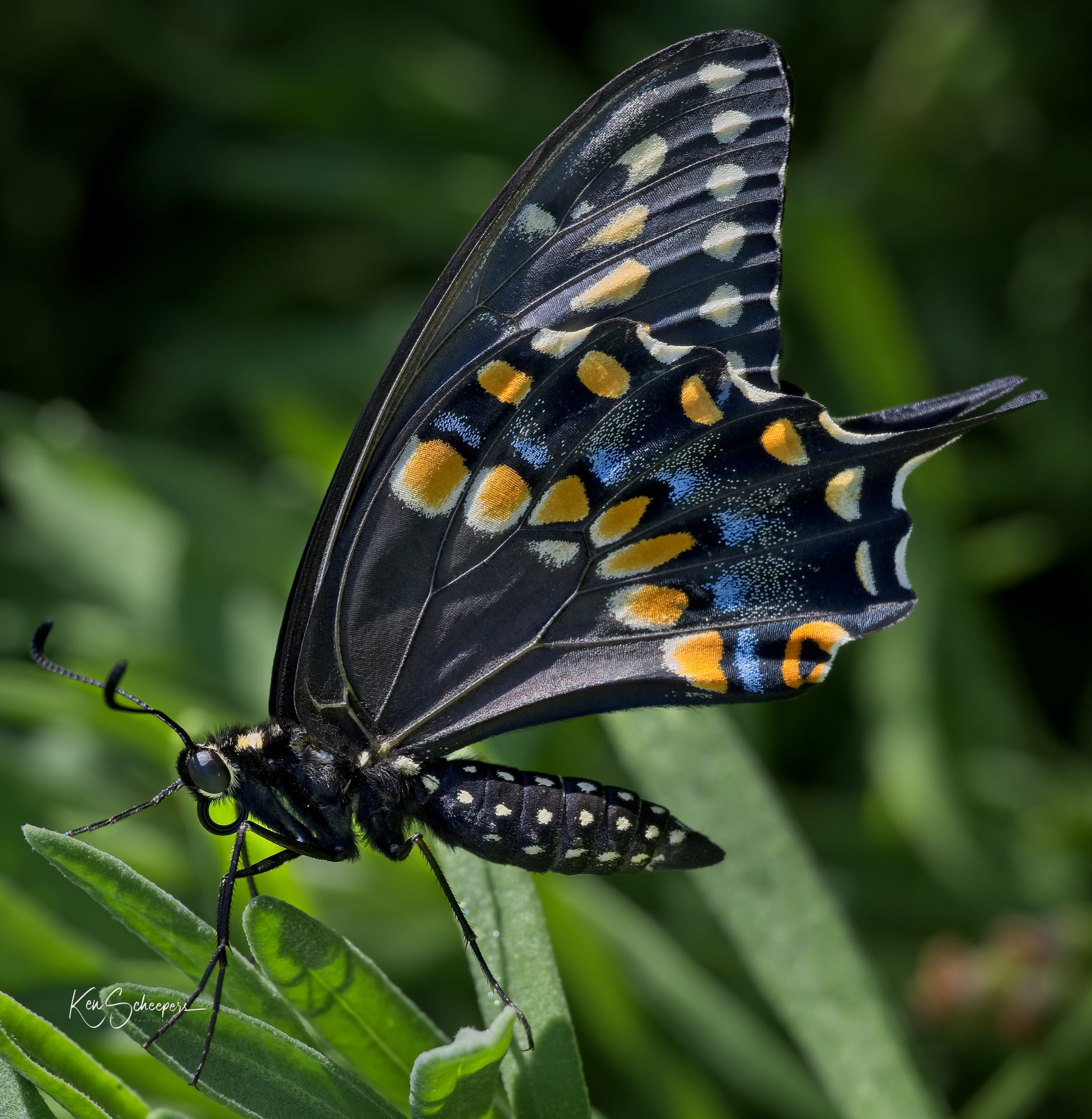 Eastern Black Swallowtail butterfly