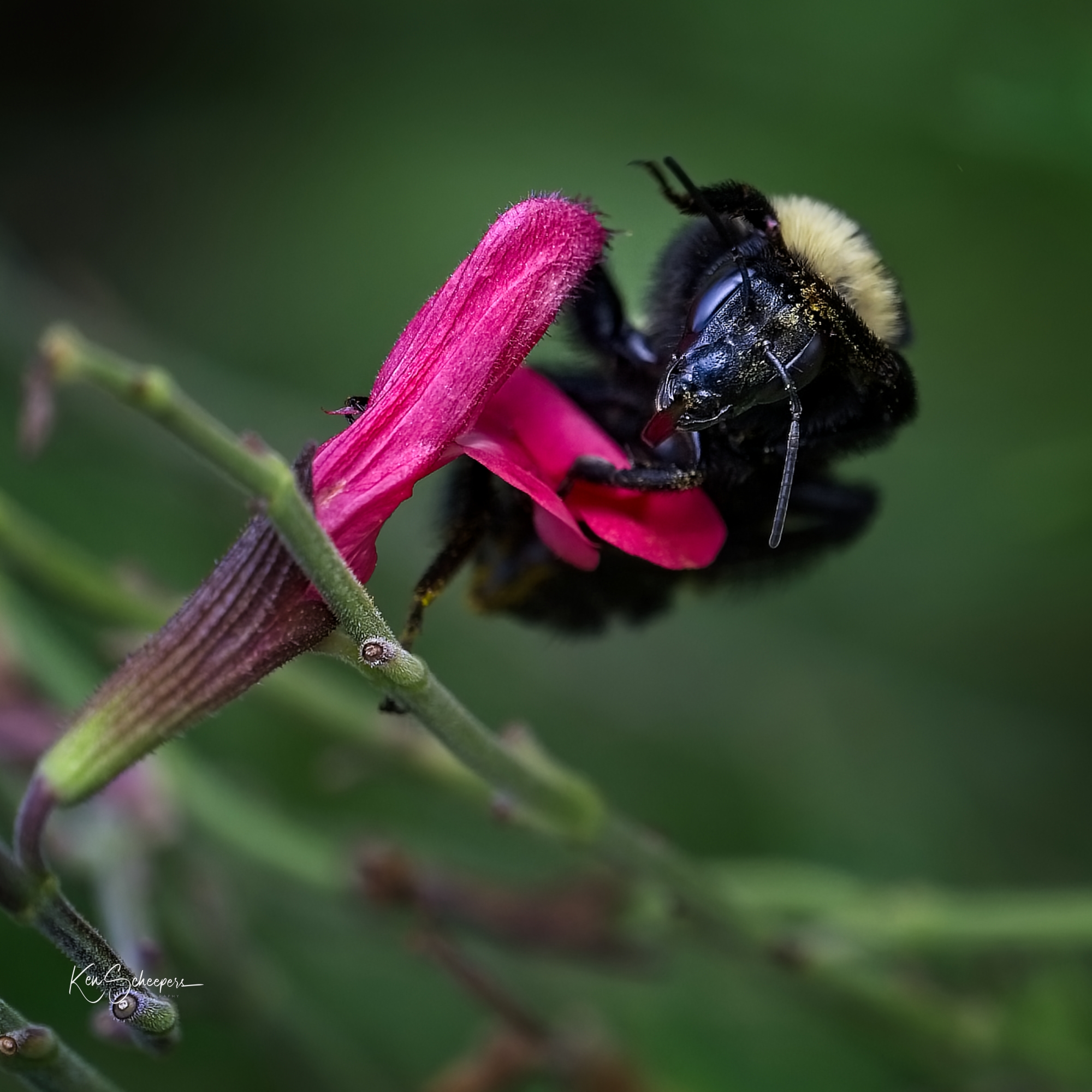 Bumble Bee tounge