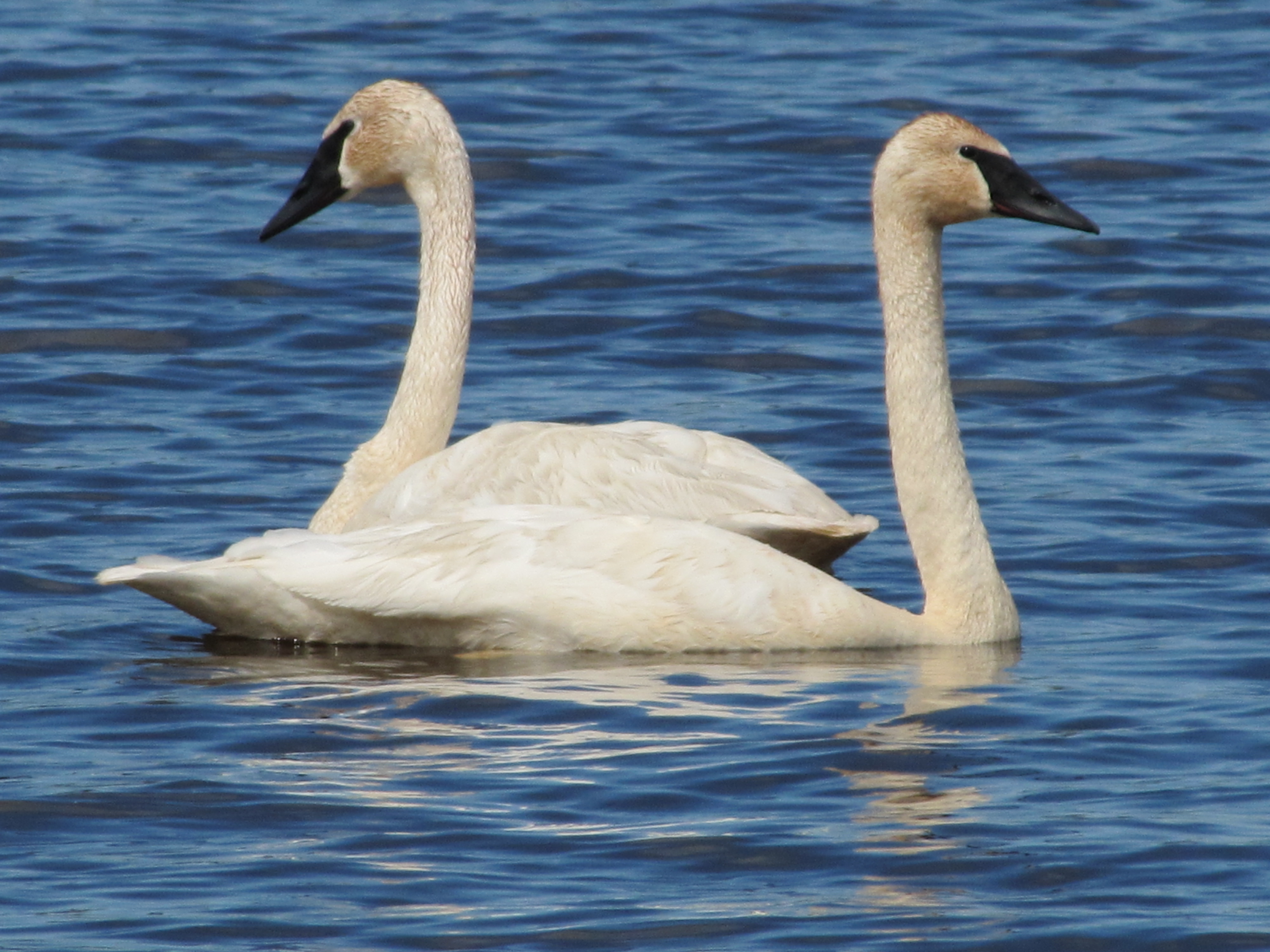 Swans at Wildlife Refuge in Seney MI