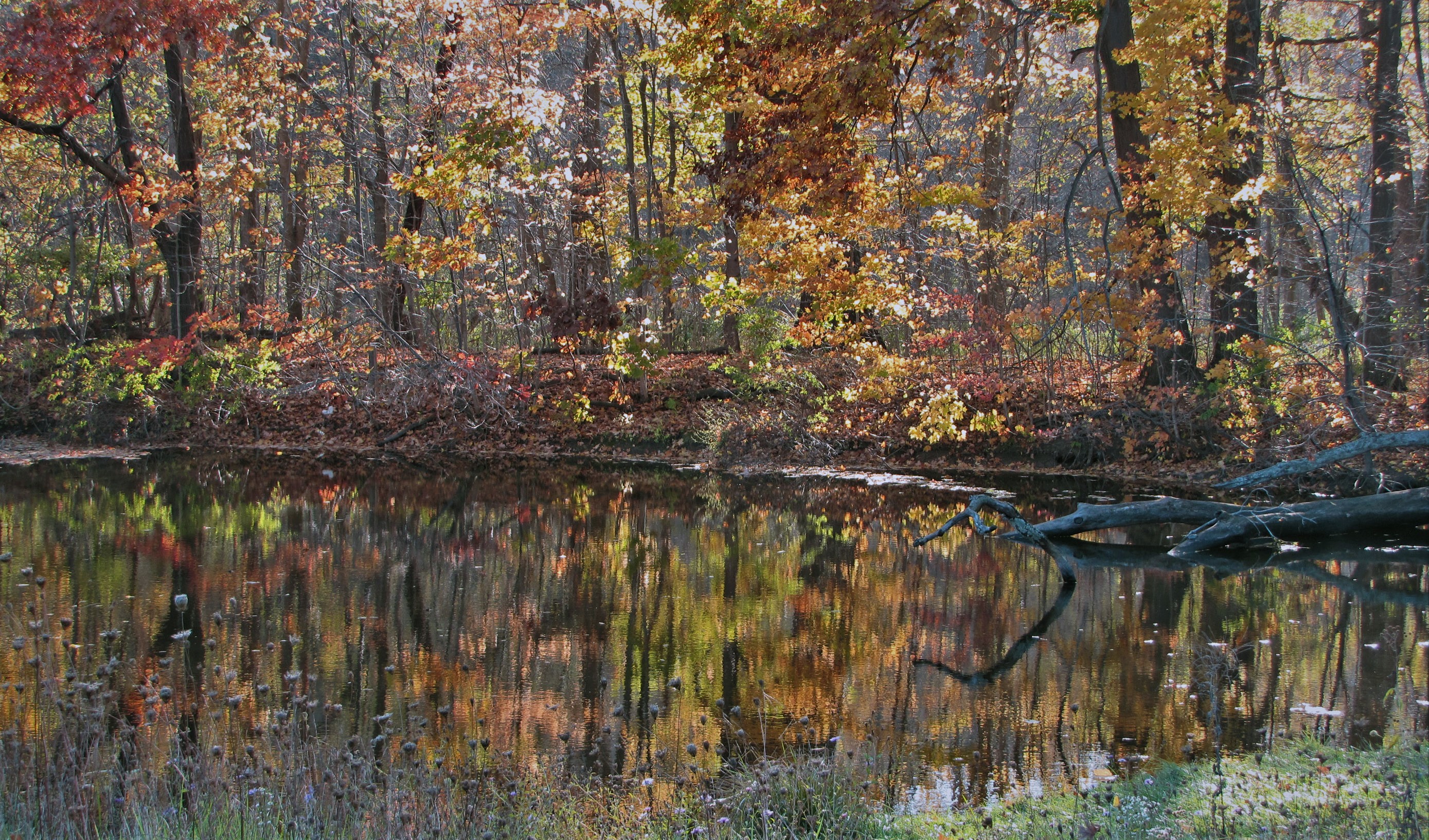 Reflection of fall color in pond found in Cleveland Metro Park