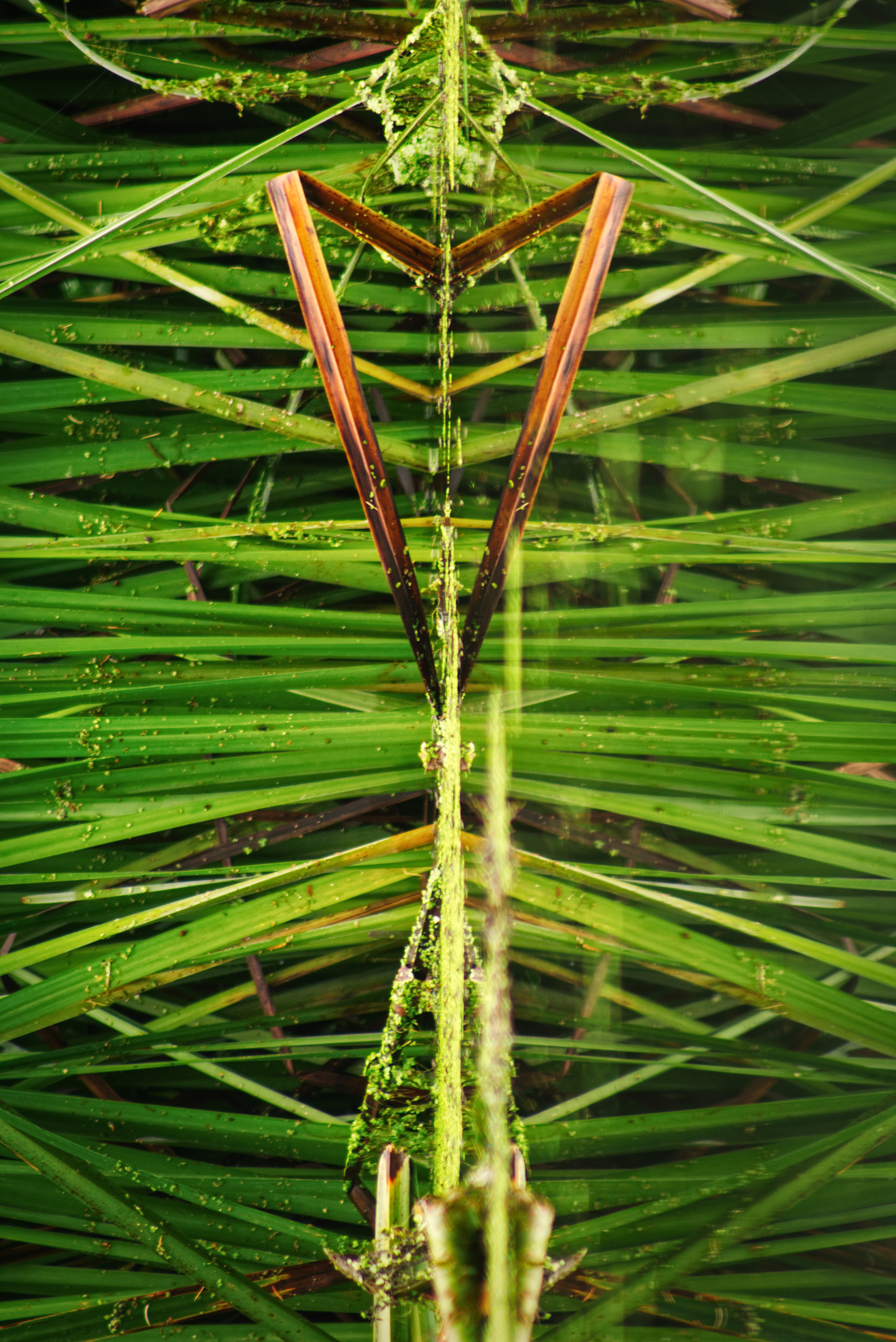 Reflection Rotated. The folded brown reed leaf created an appealing triangle, but flipped into portrait takes on an almost alien quality.