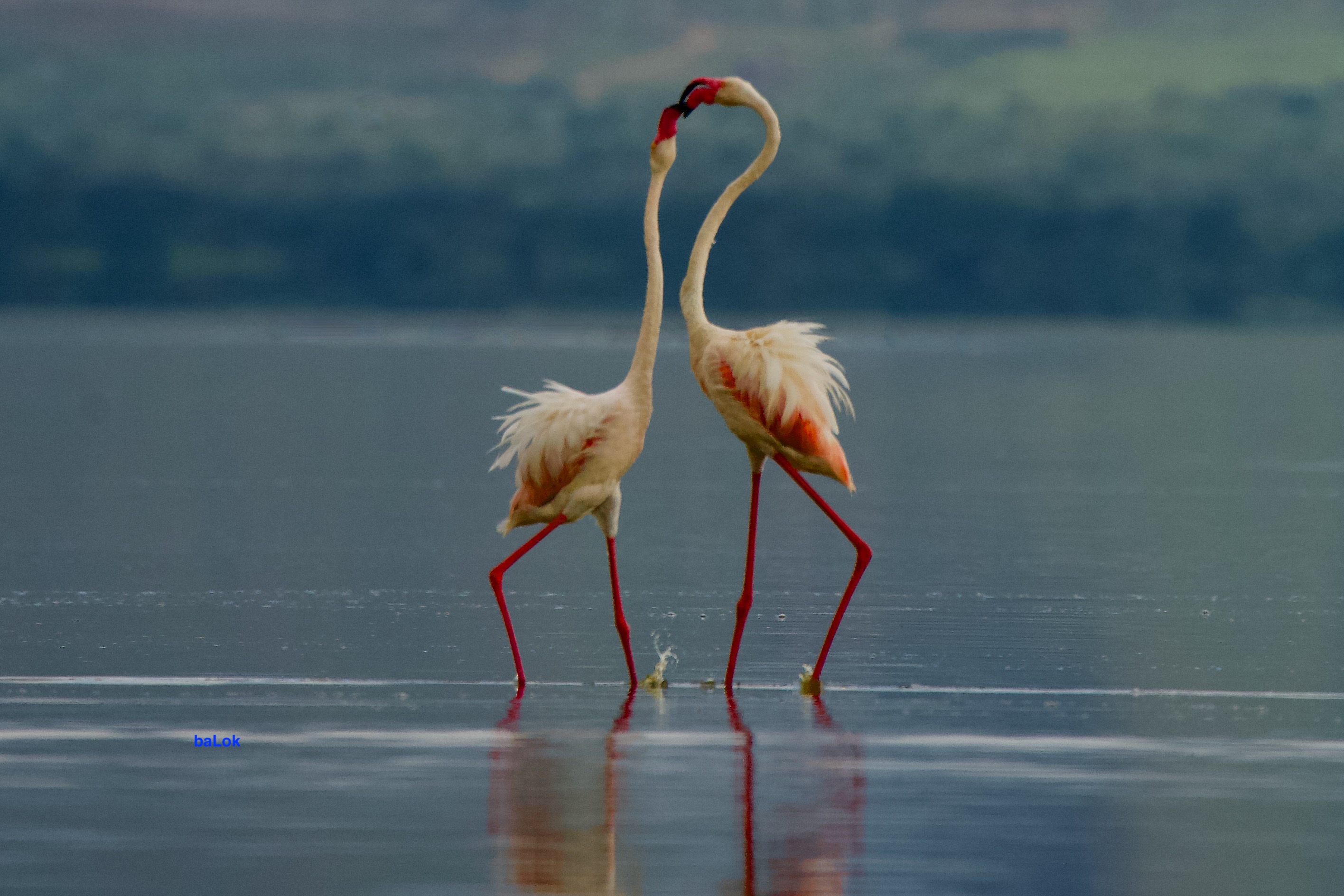 Greater Flamingo Couple at Lake Elementaita, Kenya