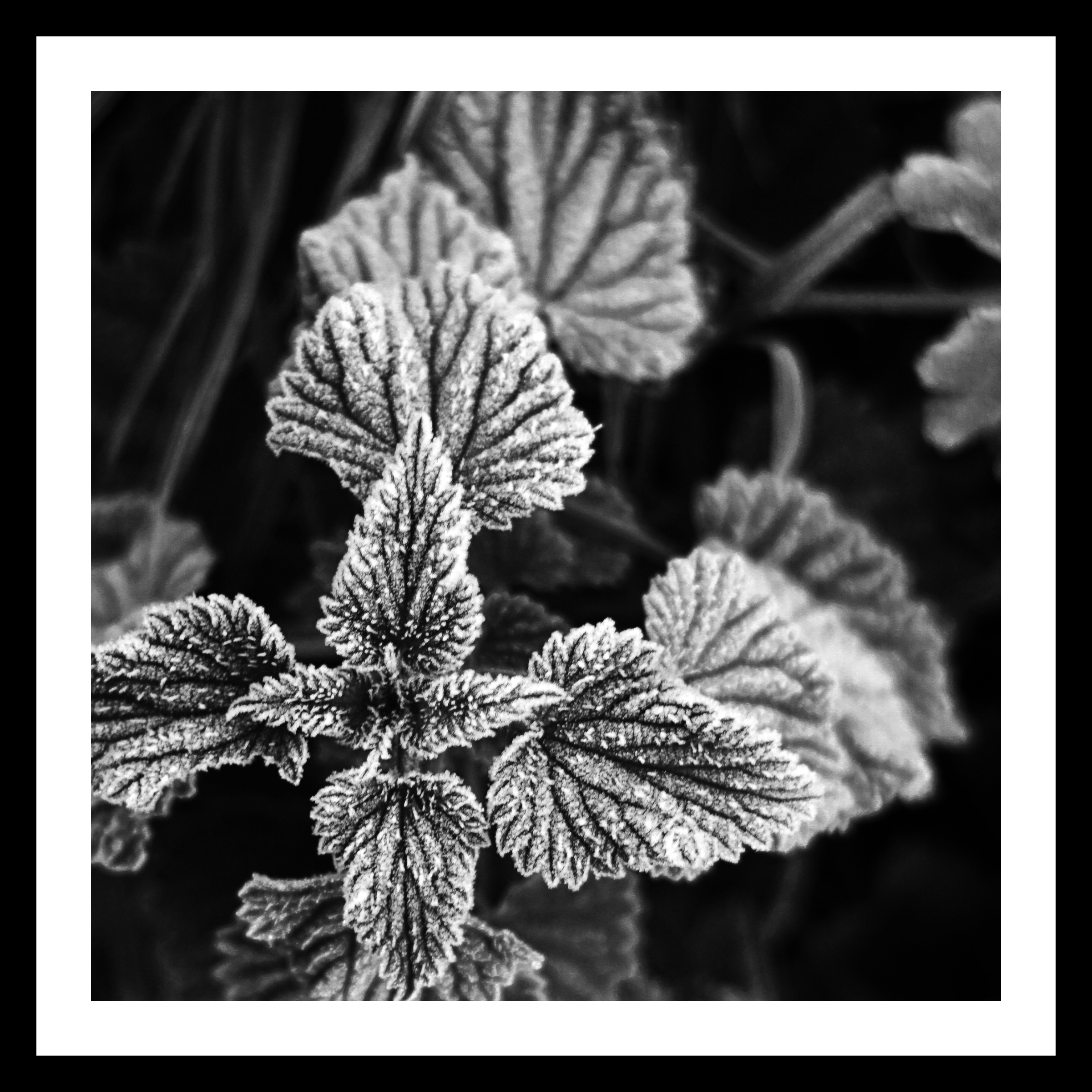 Frosted Nettle