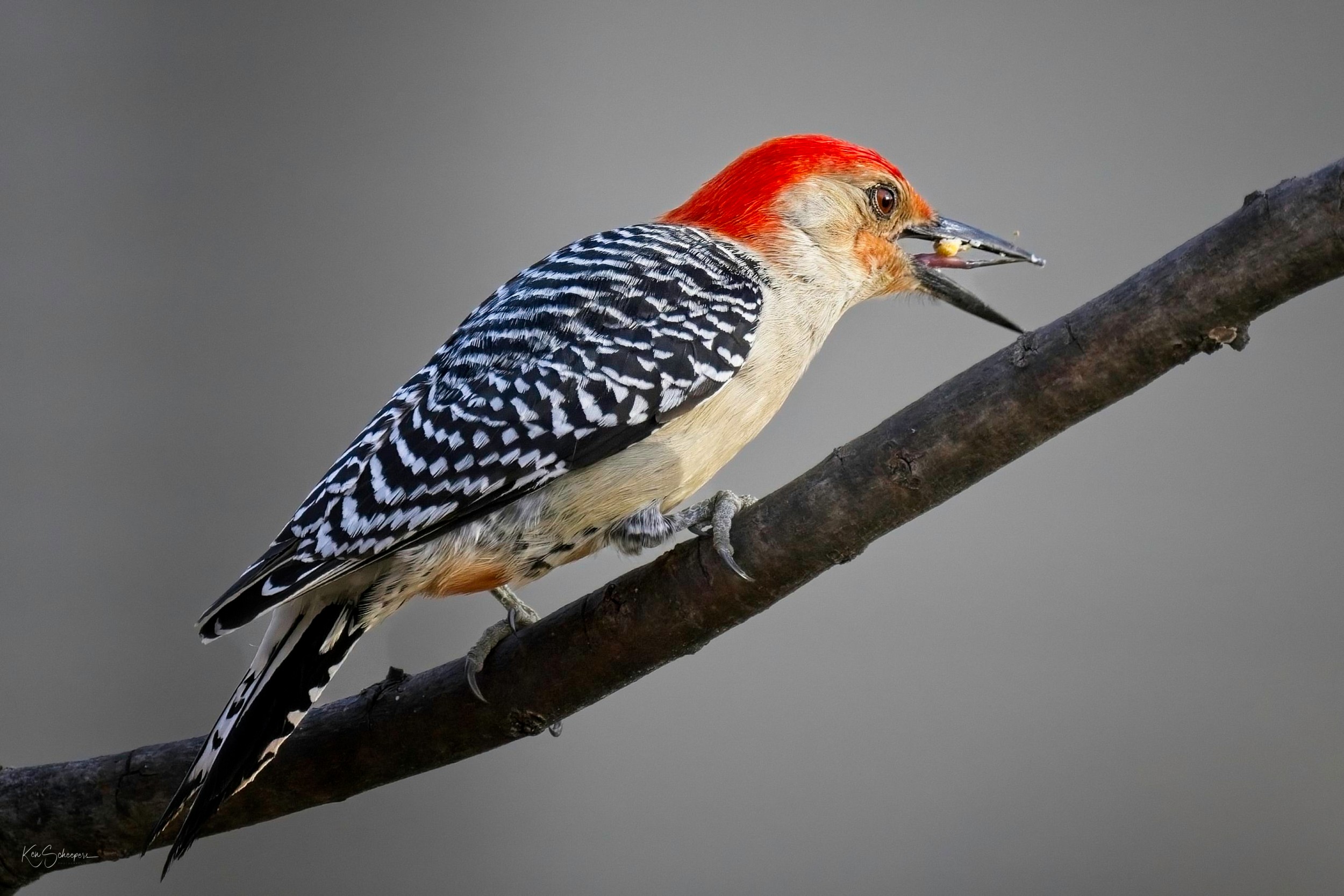 Red-bellied Woodpecker @ 800mm