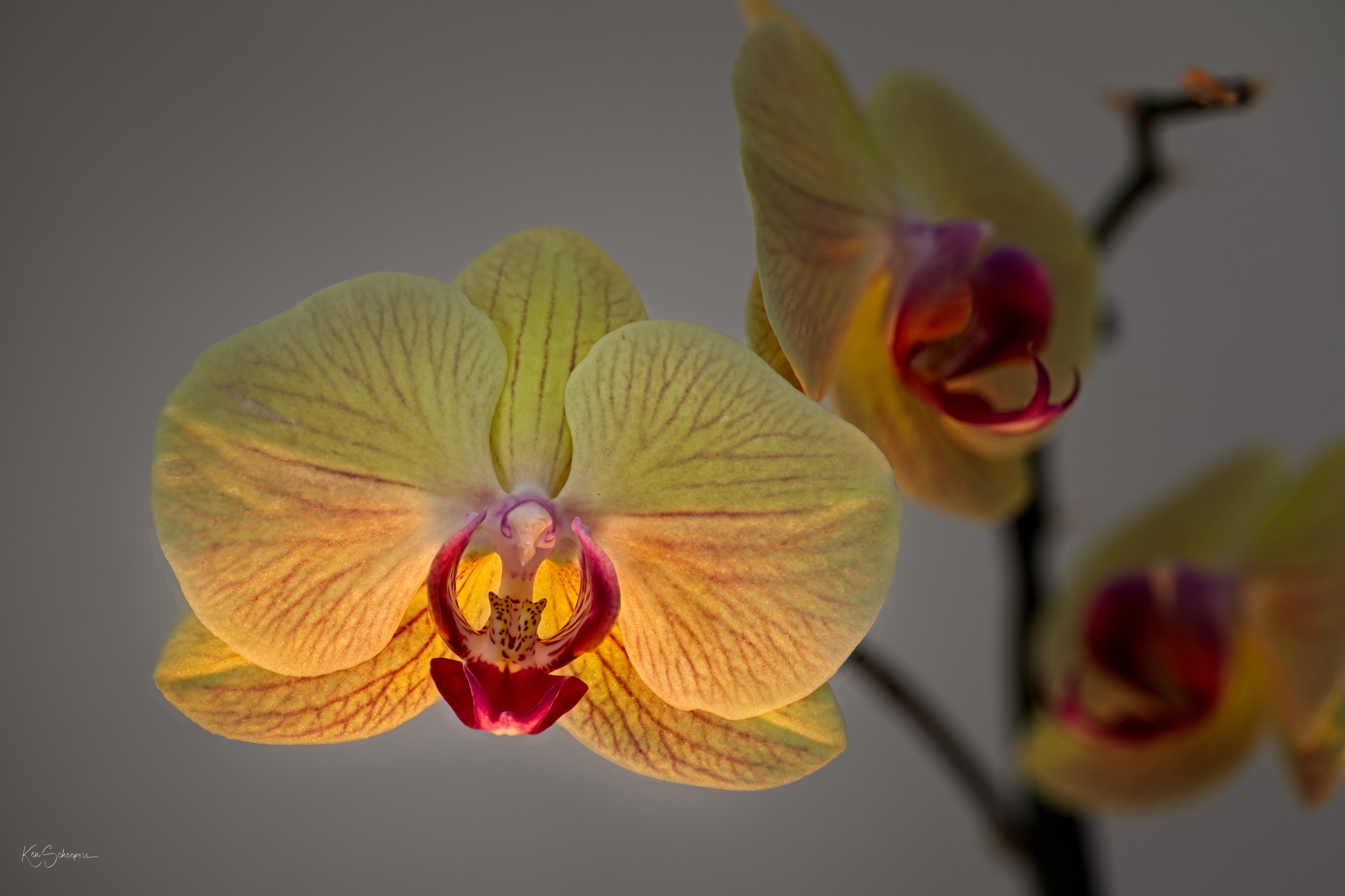 Focus-stacked Orchid