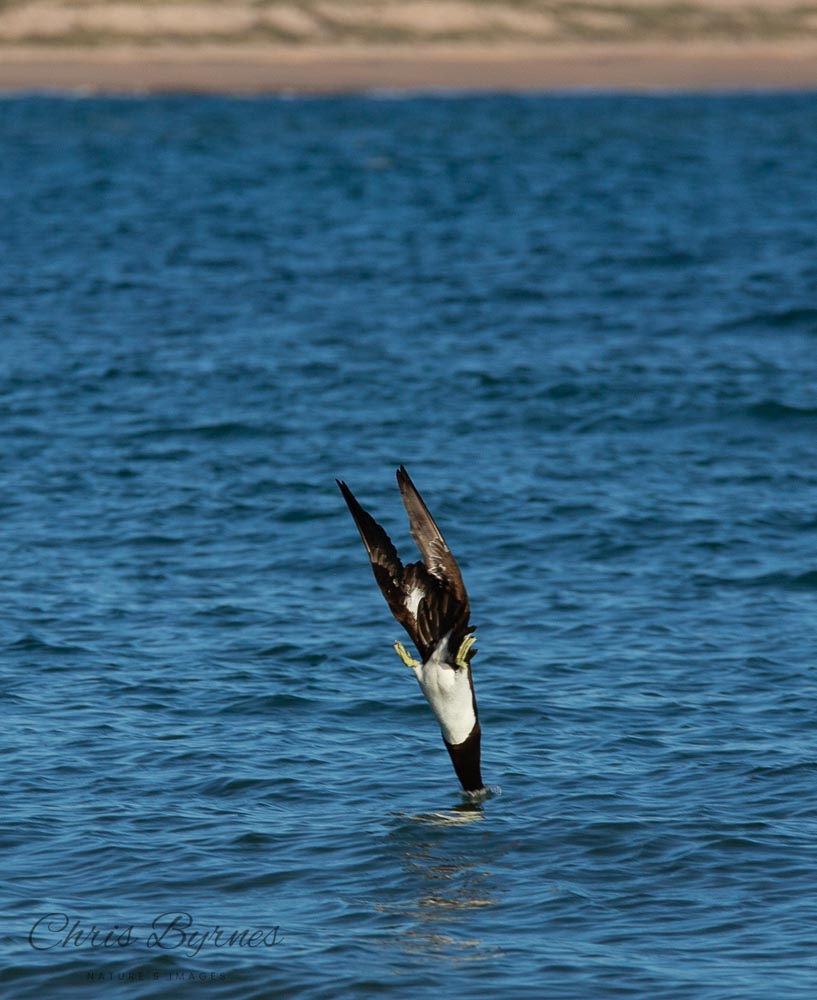 Diving Booby