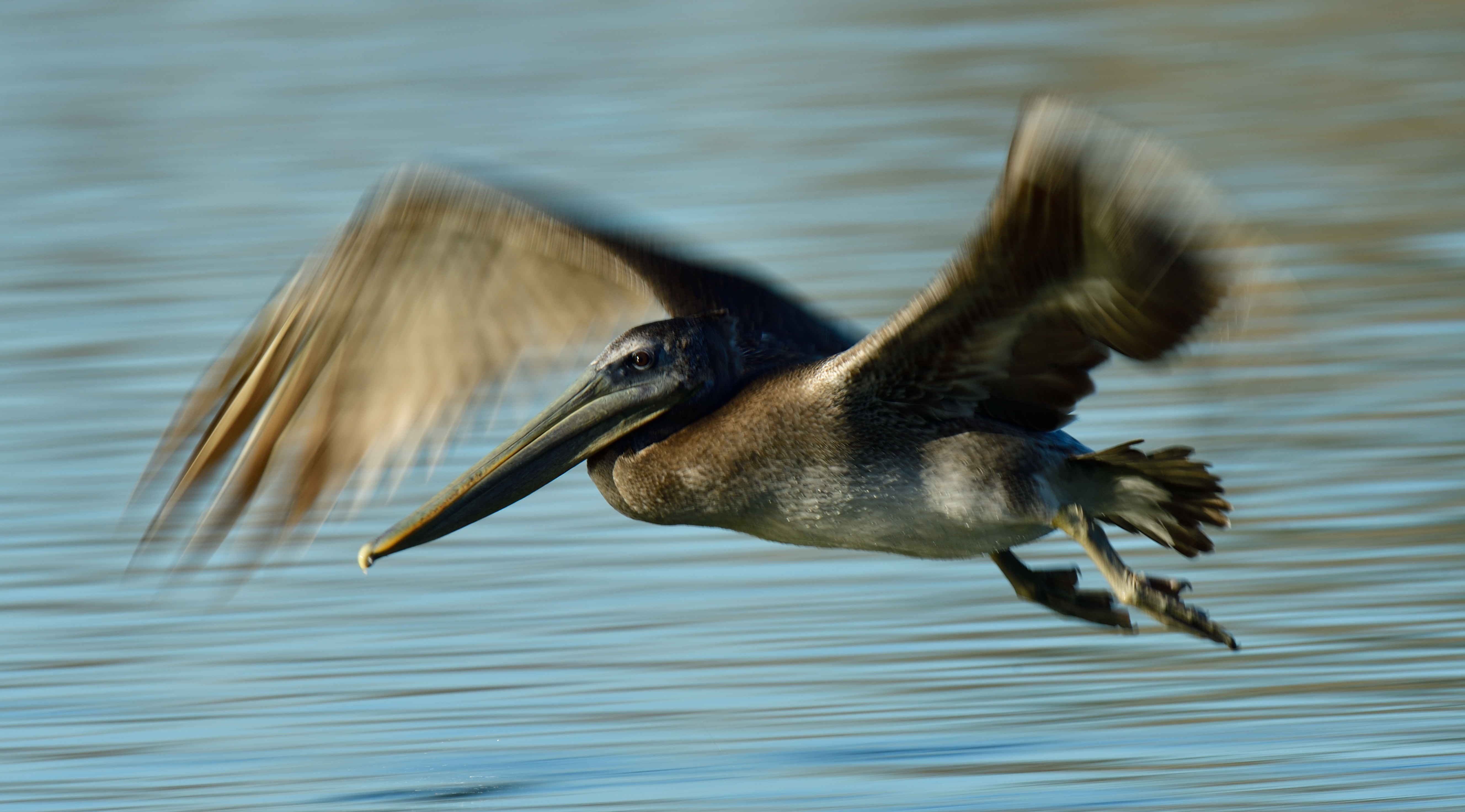 A slow shutter speed accentuates the motion of a brown pelican as it flies over Aquatic Park in Berkeley, CA.