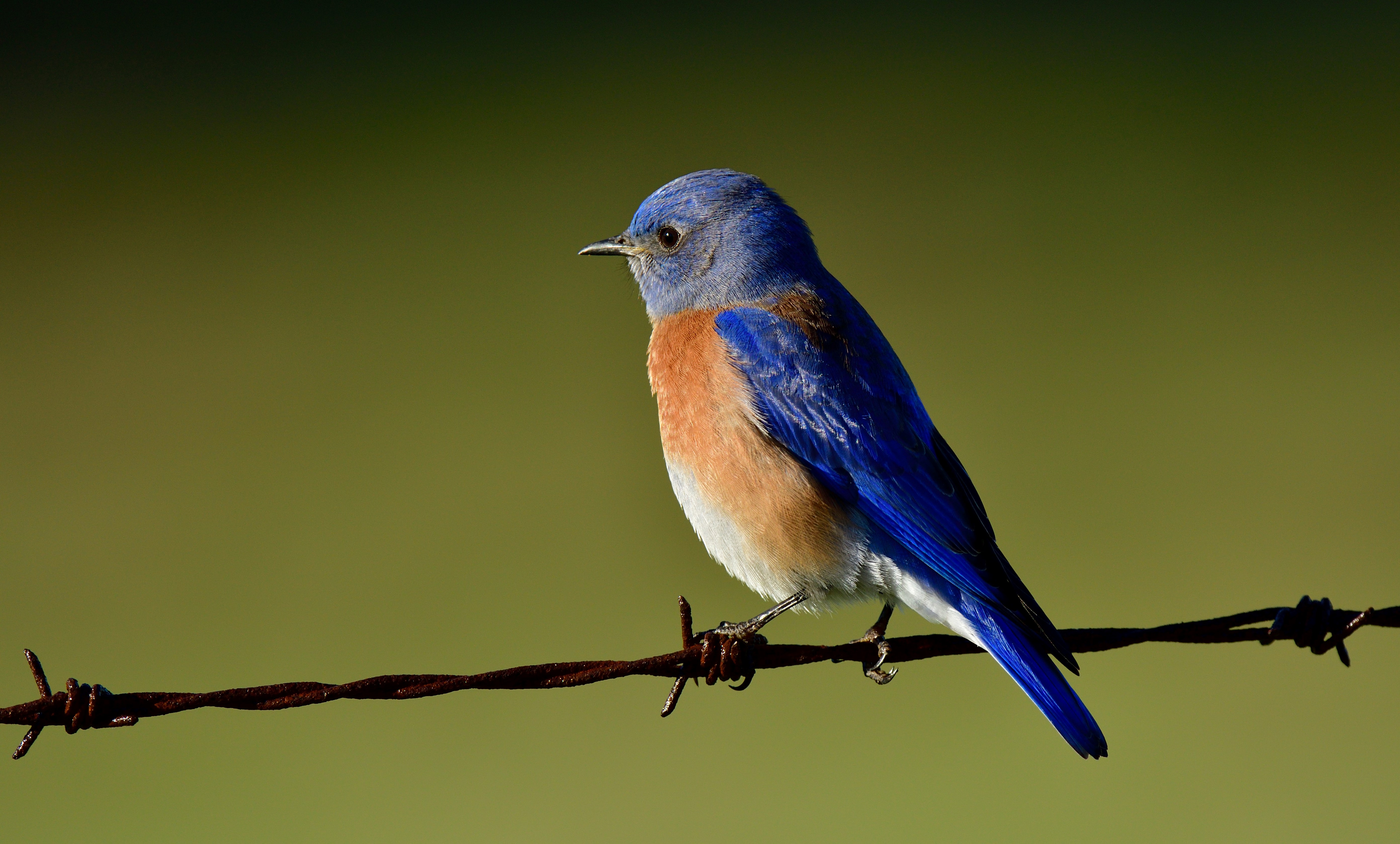 A western bluebird is illuminated by the morning sun as it sits on a sits on a wire fence at a park in Livermore, CA.