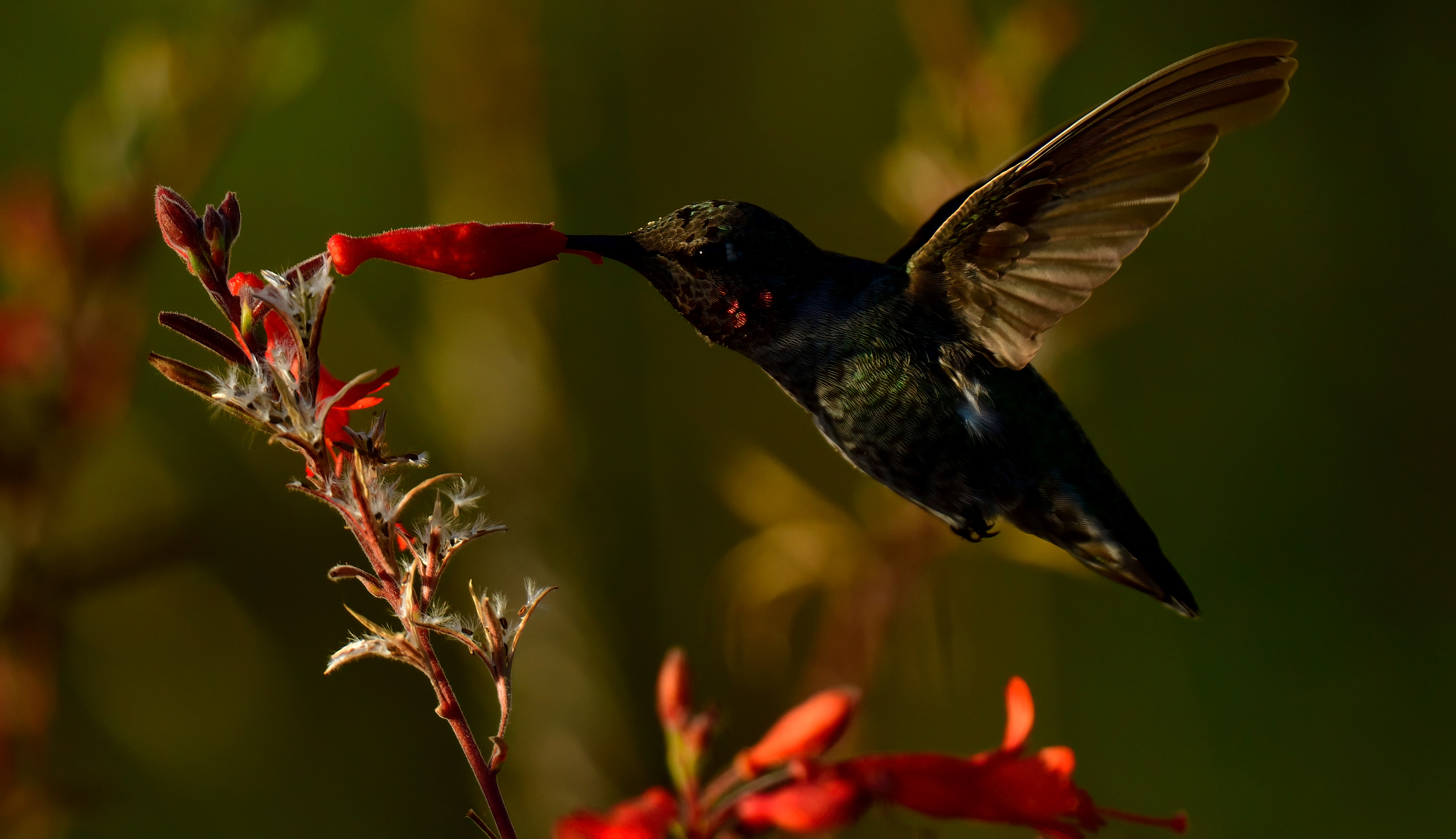 A hummingbird feeds from a flowering plant at Arrowhead Marsh in Oakland, CA.