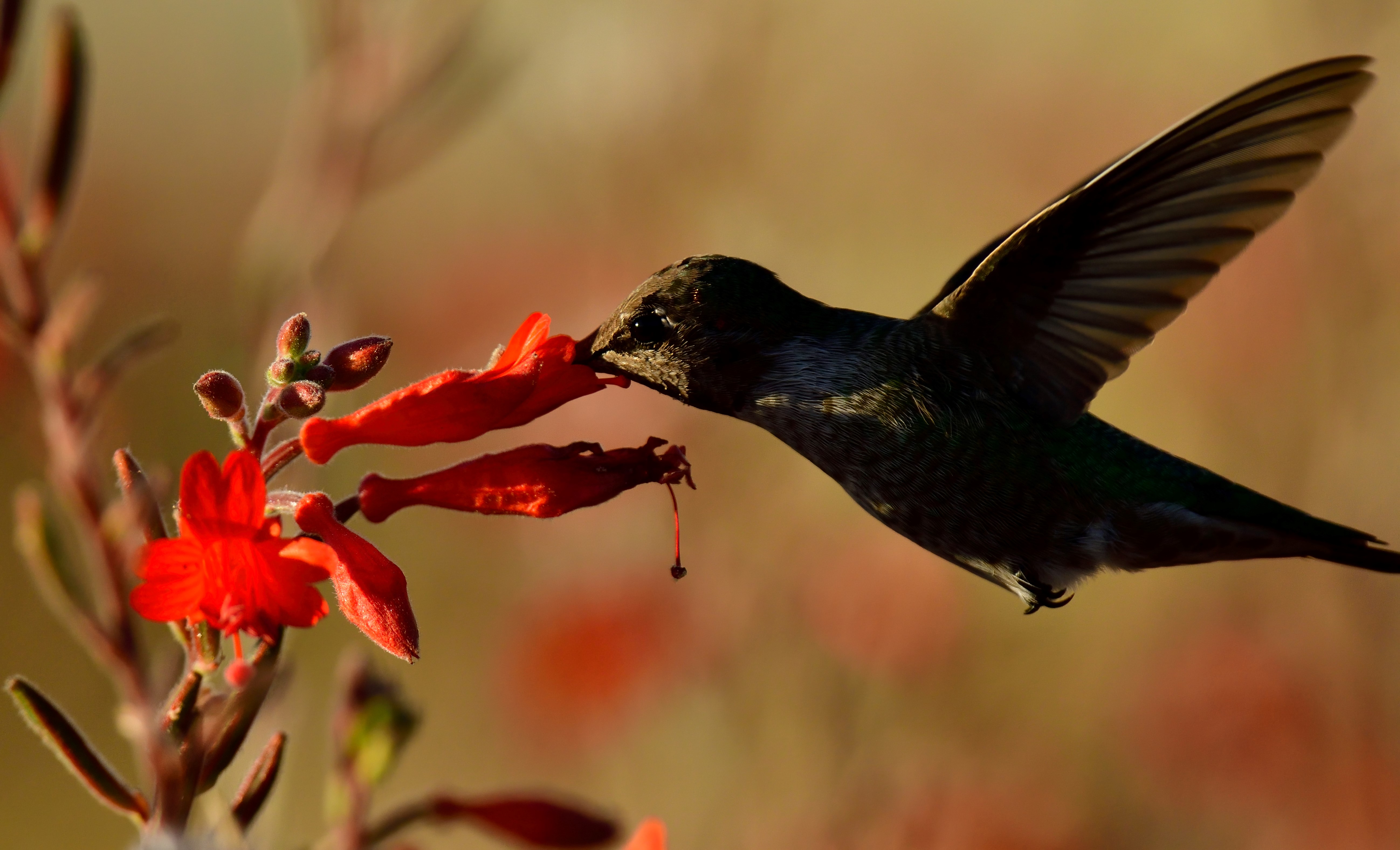 A hummingbird feeds from a flowering plant at Arrowhead Marsh in Oakland, CA.