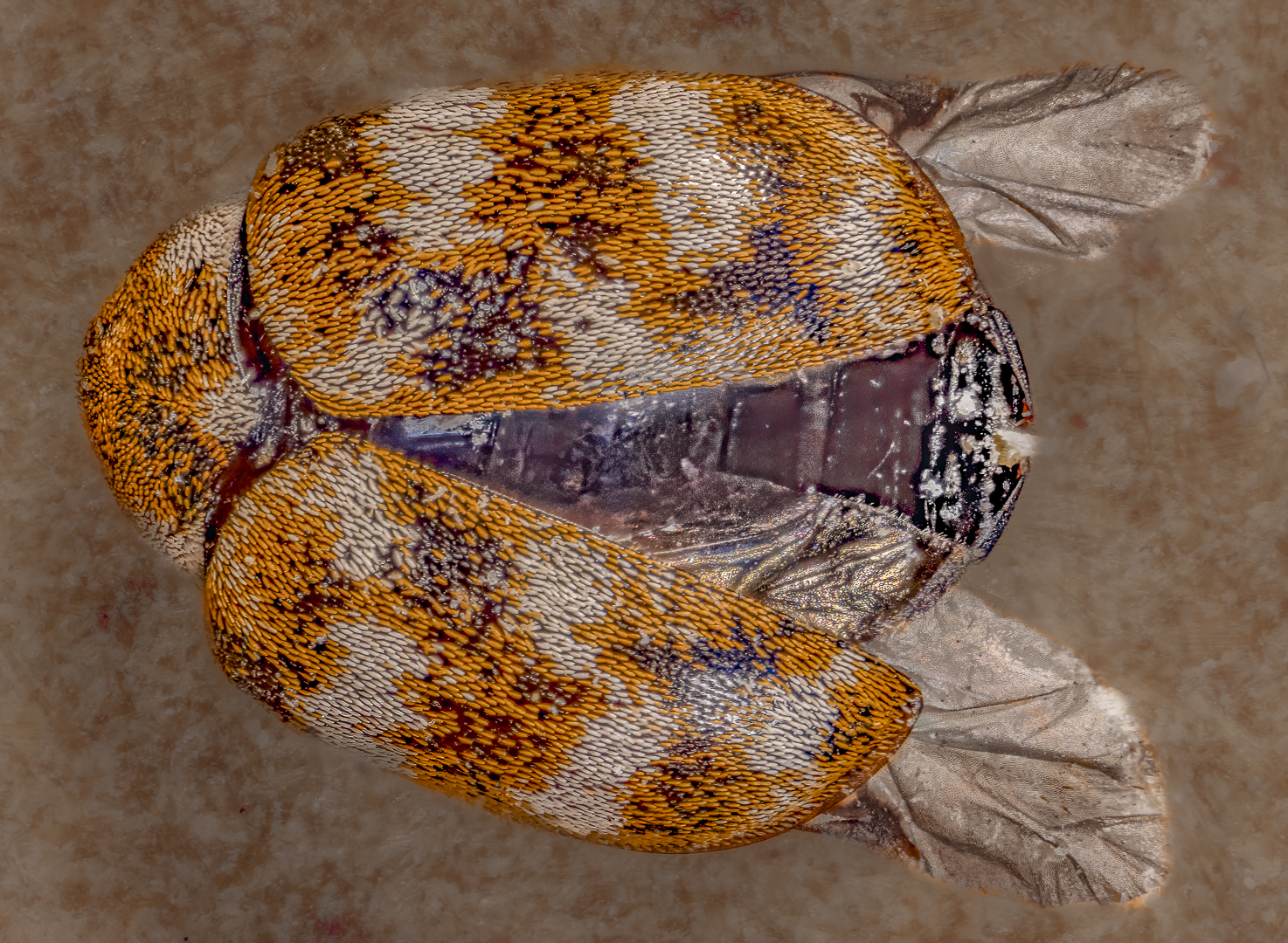 Carpet beetle