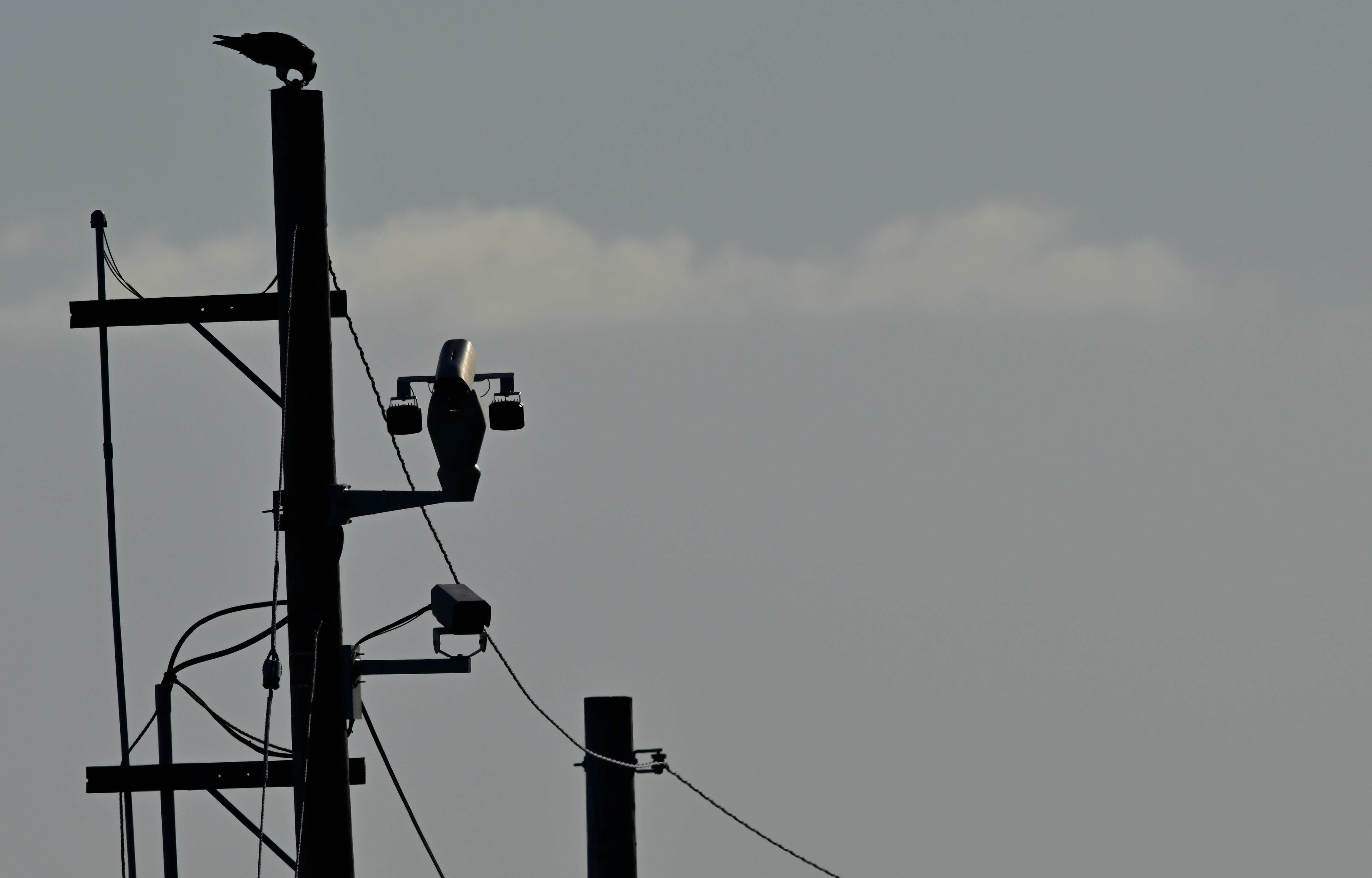 Ospreys feeds on a fish atop a telephone pole.