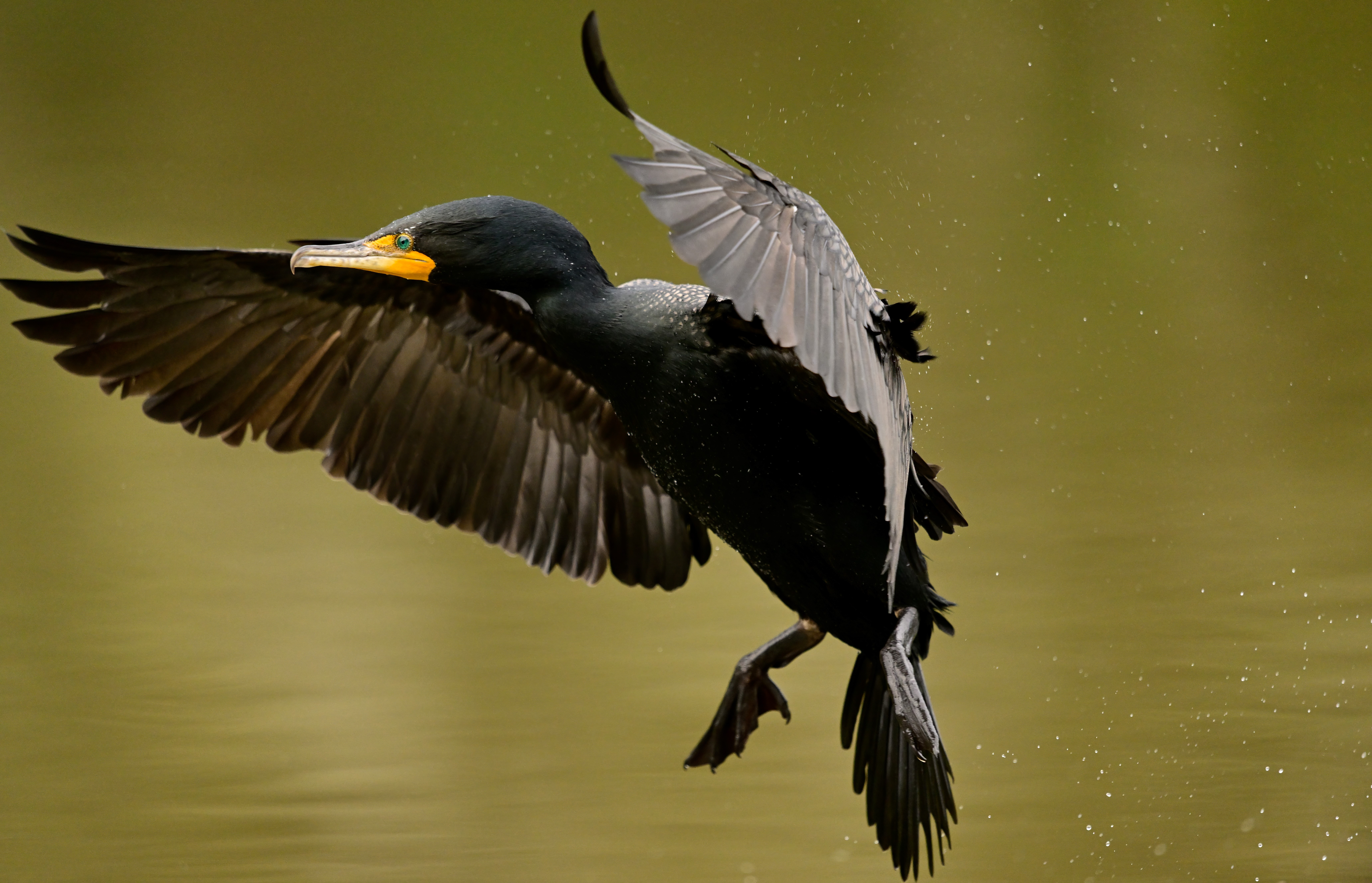A cormorant comes in for a landing at Lake Temescal in Oakland, CA.