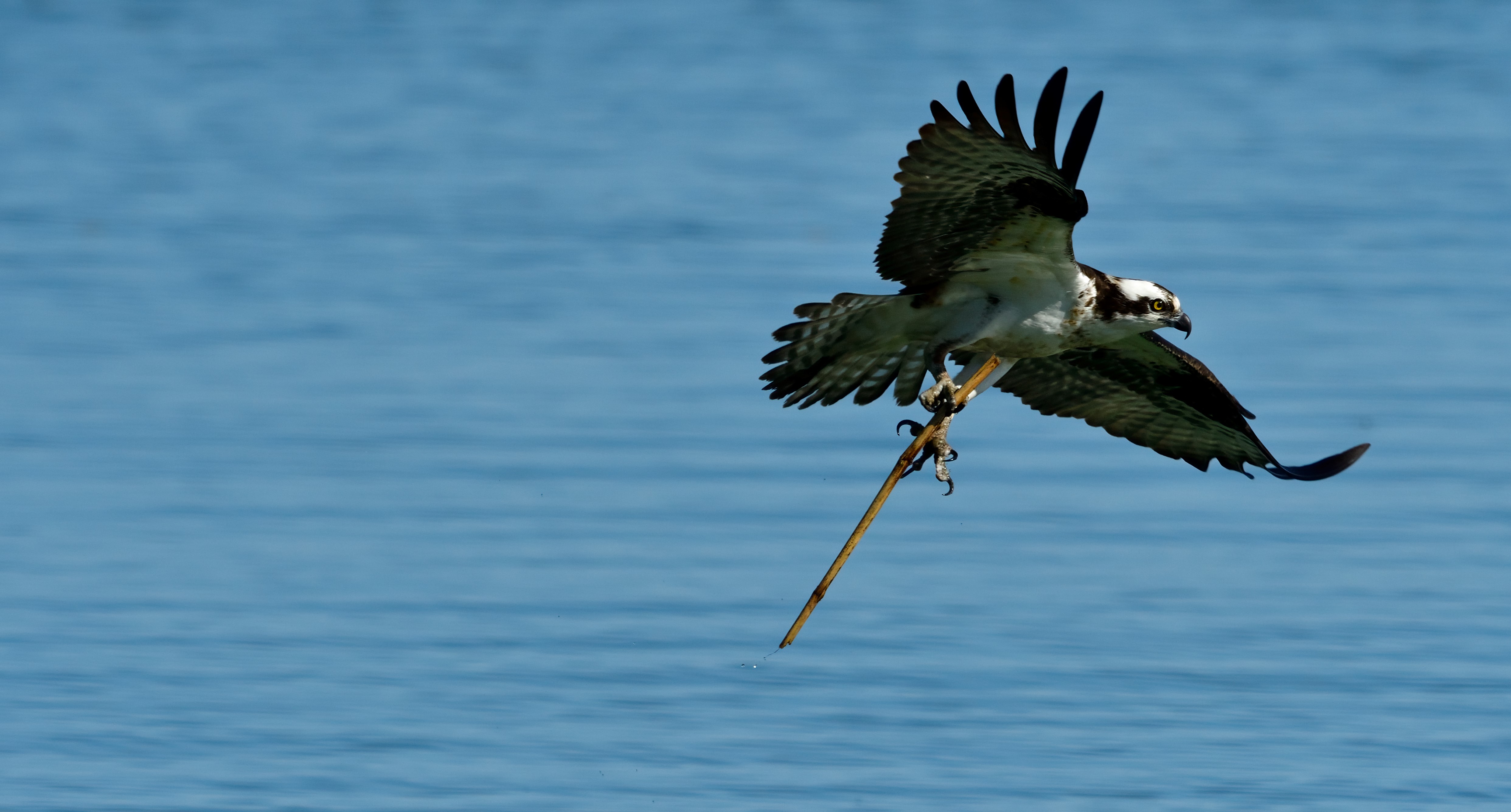 An osprey flies over Point San Pablo harbor with some nest building material in Richmond, CA..