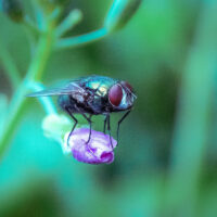 purplefly 